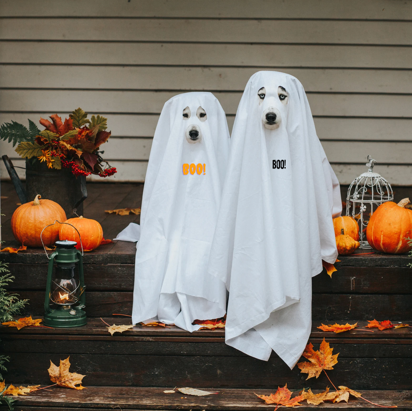 Halloween Collection